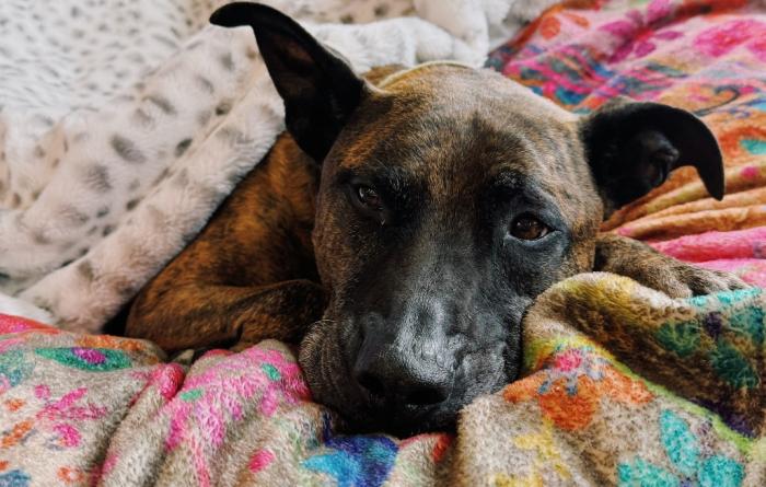 Ford the dog on a bed lying on a colored blanket under another blanket